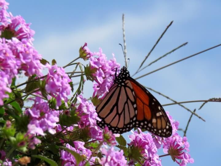 在粉红色花朵上的帝王蝶