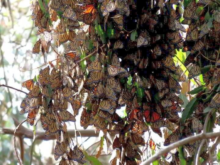 几十只帝王蝶在树上
