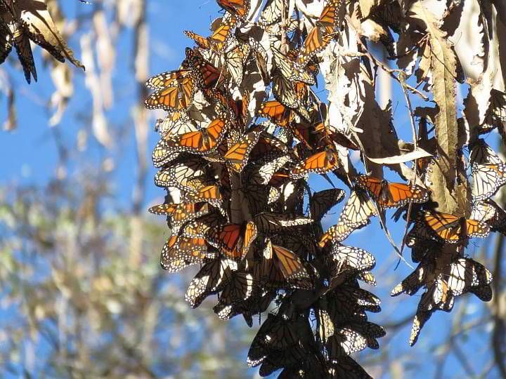 一群帝王蝶在树上