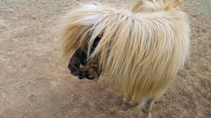 迷你设得兰矮种马与非常长的金色鬃毛。