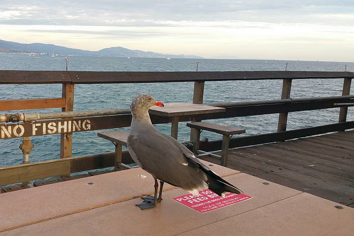 圣芭芭拉斯登码头的海鸥