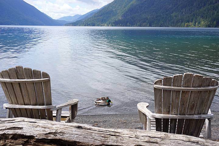 湖中两只绿头鸭，岸边有两把木椅。