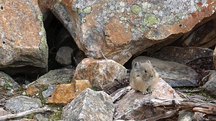 鼠兔站在岩石上