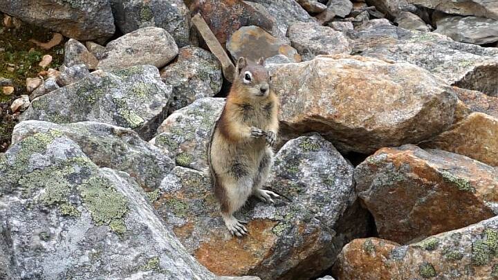 松鼠站在岩石上