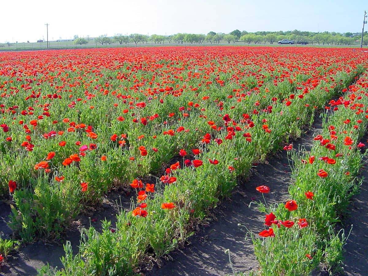 一排排鲜红色的花朵在德克萨斯州弗雷德里克斯堡绽放