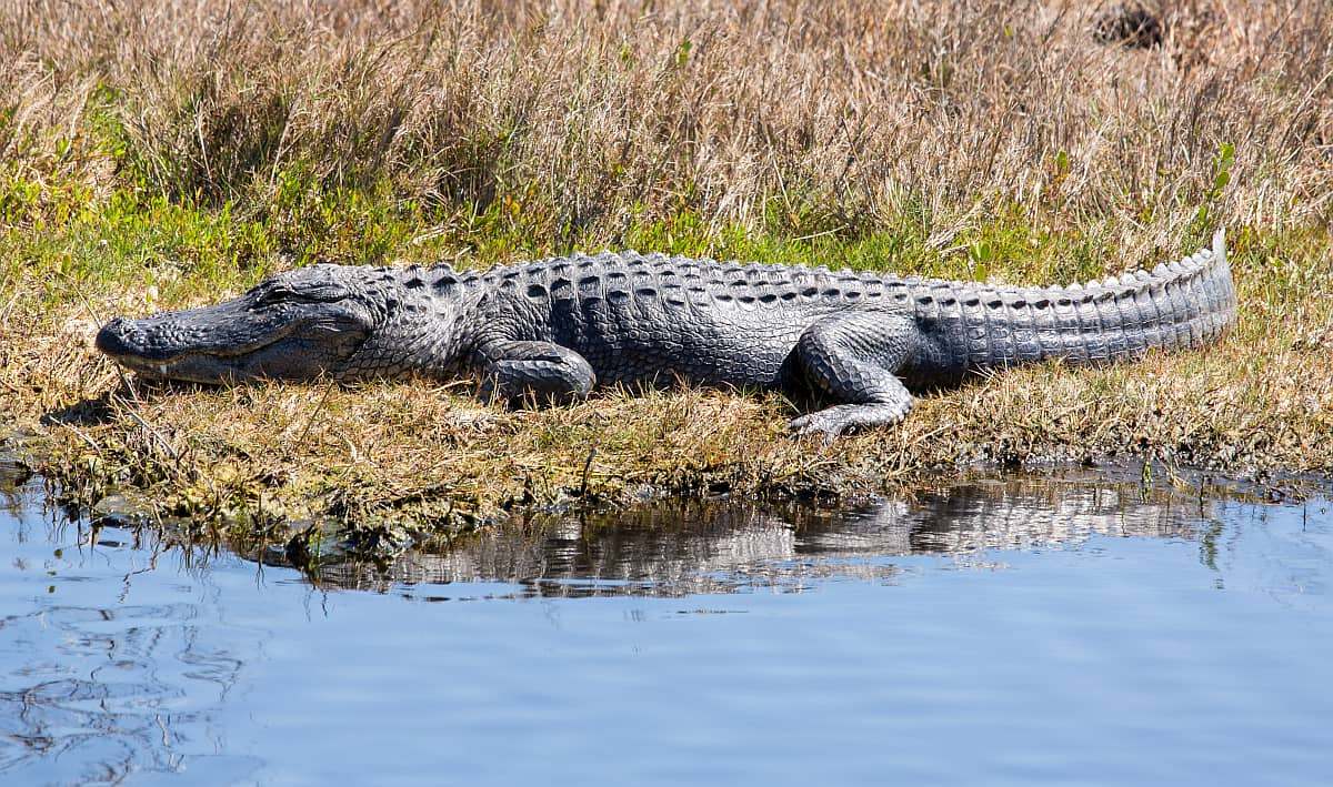 美洲短吻鳄在湖边的草地上休息。