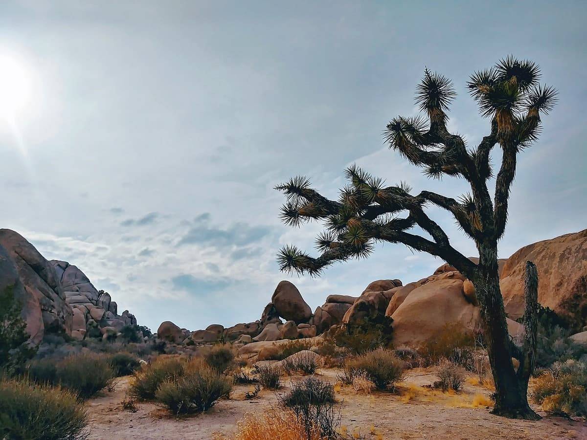 加利福尼亚约书亚树国家公园沙漠中的一棵约书亚树。