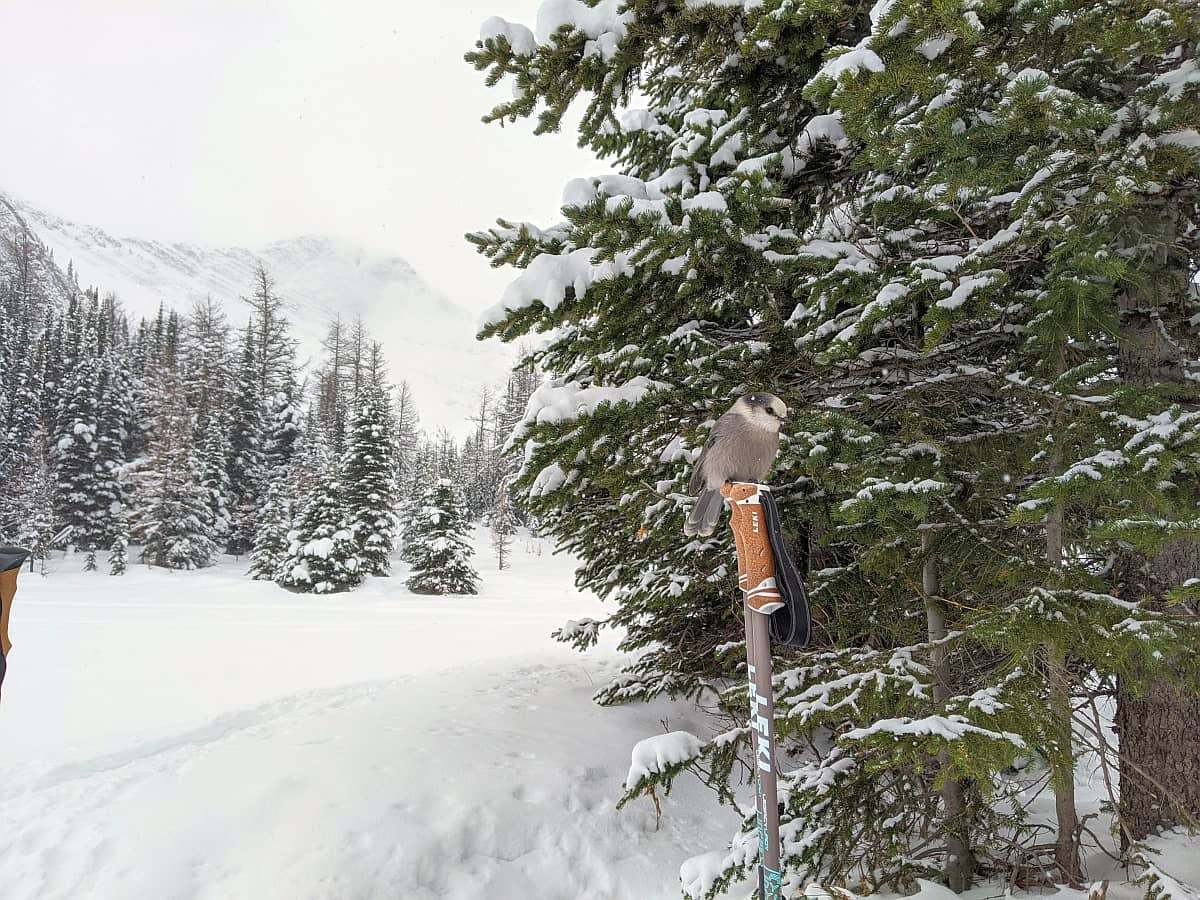 威士忌杰克鸟栖息在雪景中的登山杆上。