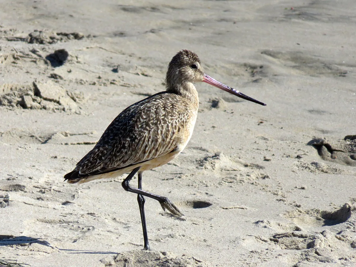 海岸鸟在加利福尼亚的海滩上散步。