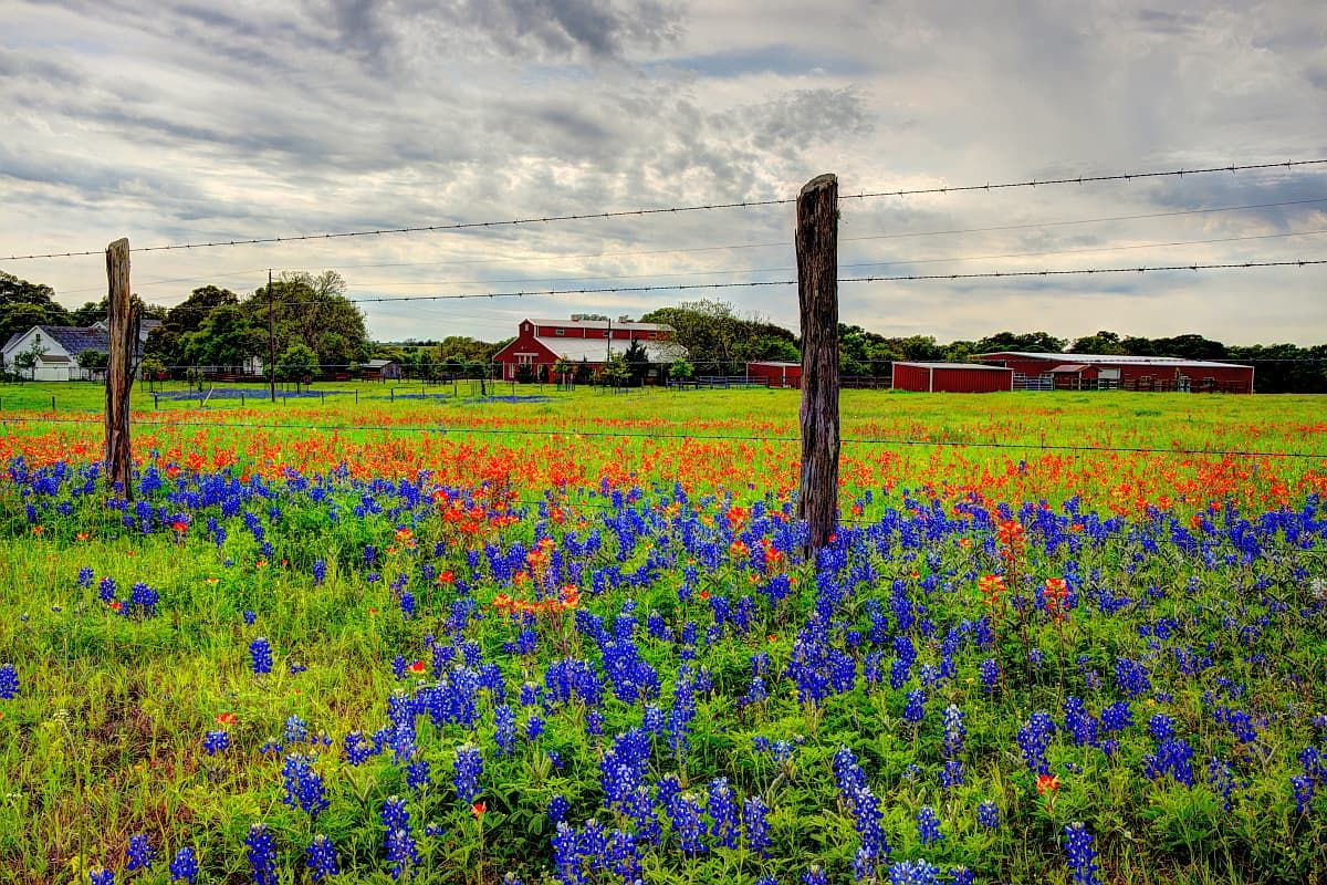 德州田野里的矢车菊和红色野花。