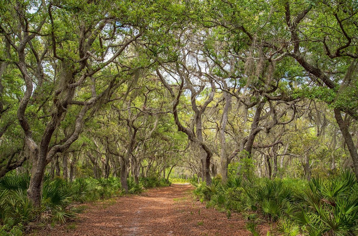 在佛罗里达州岩泉跑州立保护区的林冠小径。