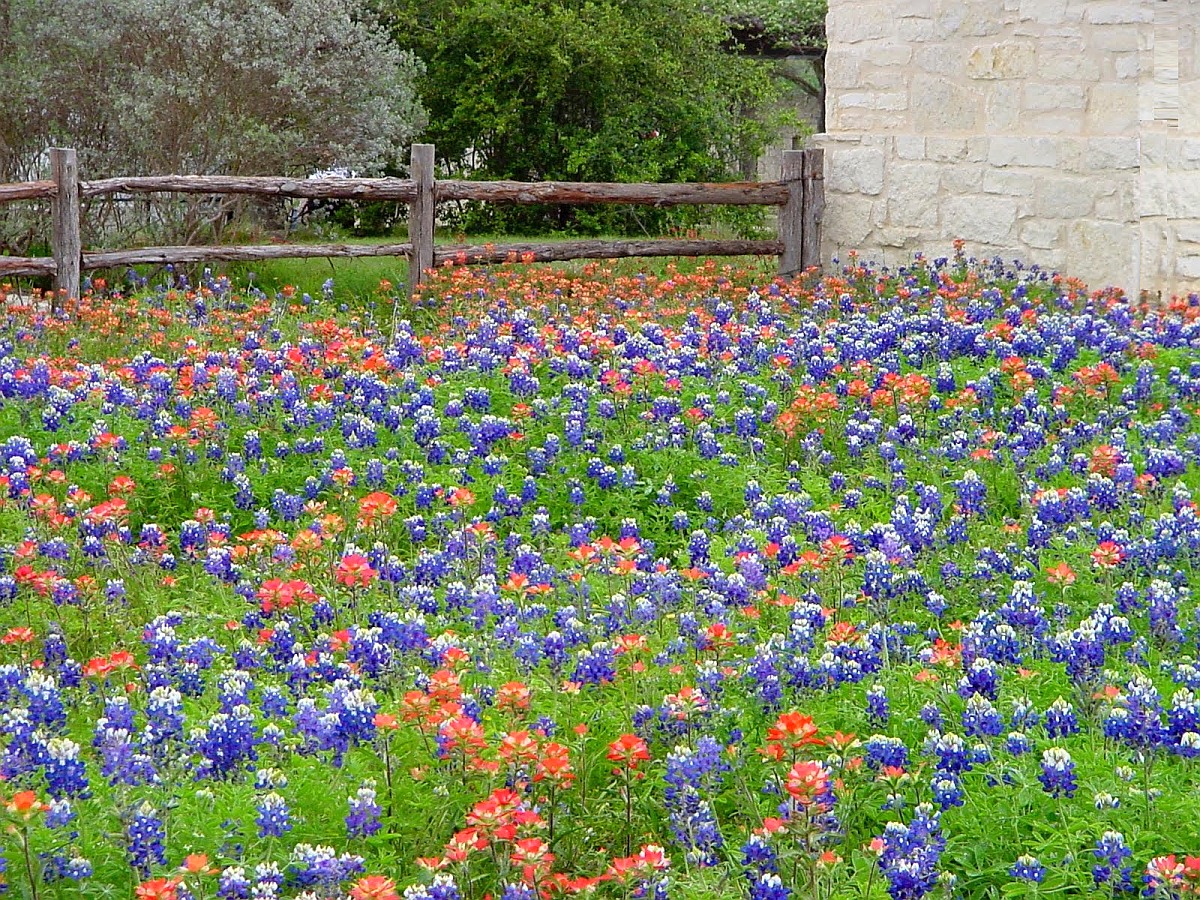 德州矢车菊和印第安彩绘花。