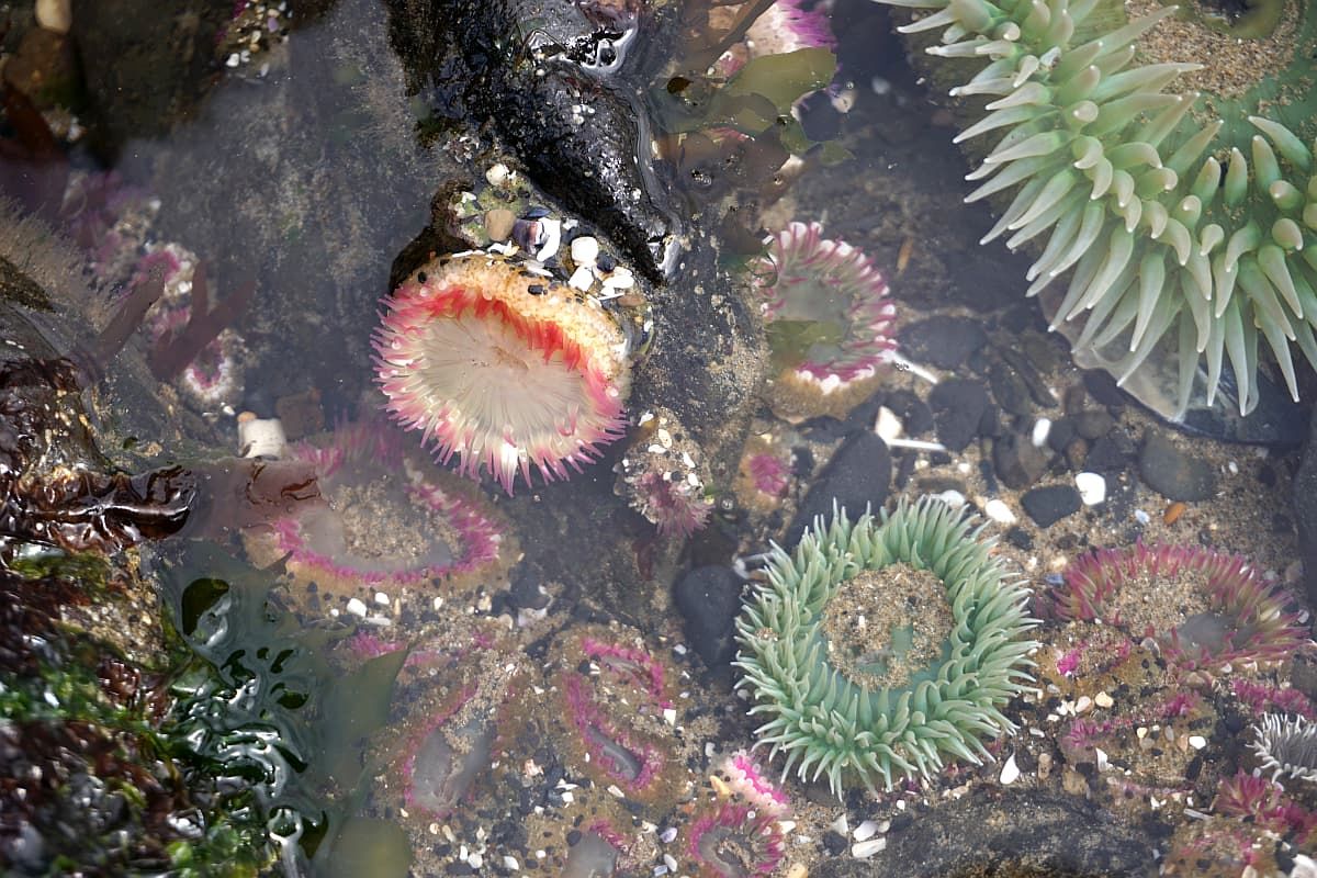 俄勒冈海岸的潮汐池以海葵为特色。
