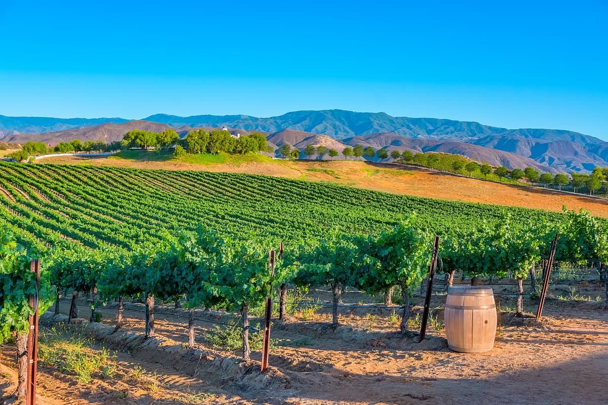 加州Temecula的葡萄园。