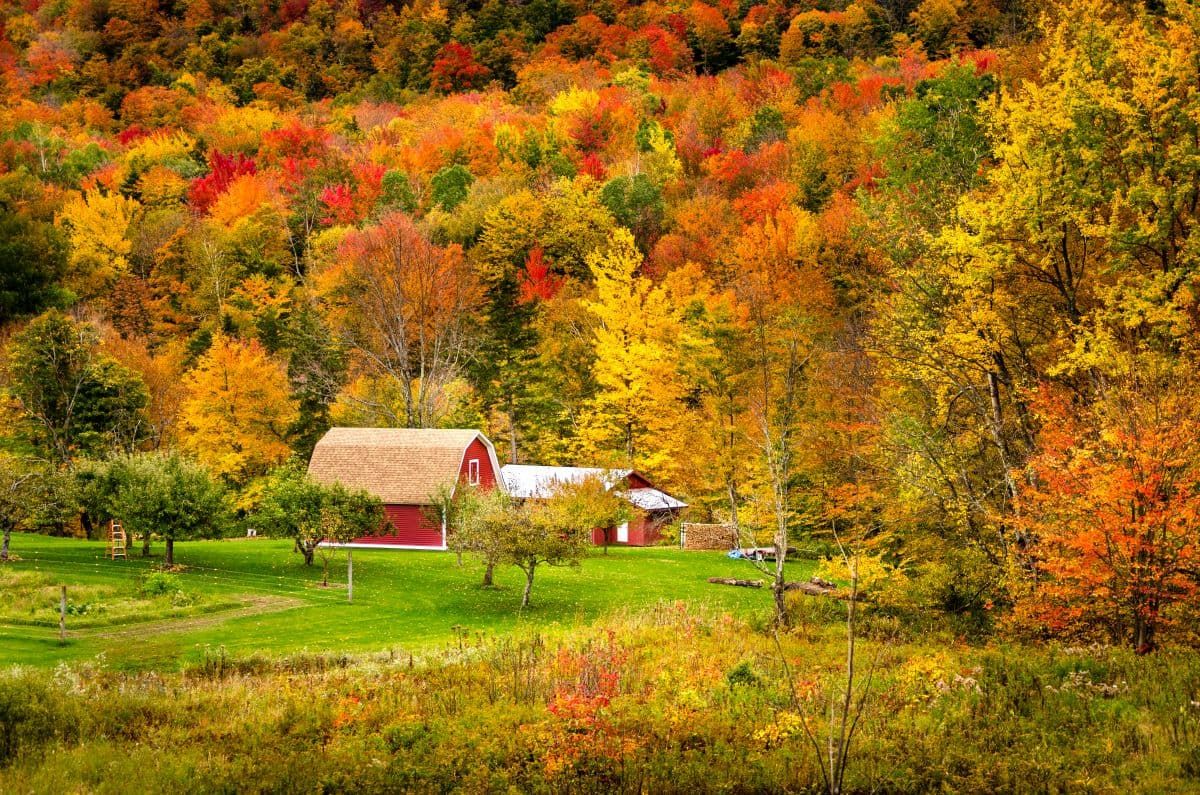 佛蒙特州的红色谷仓和秋天的树叶。