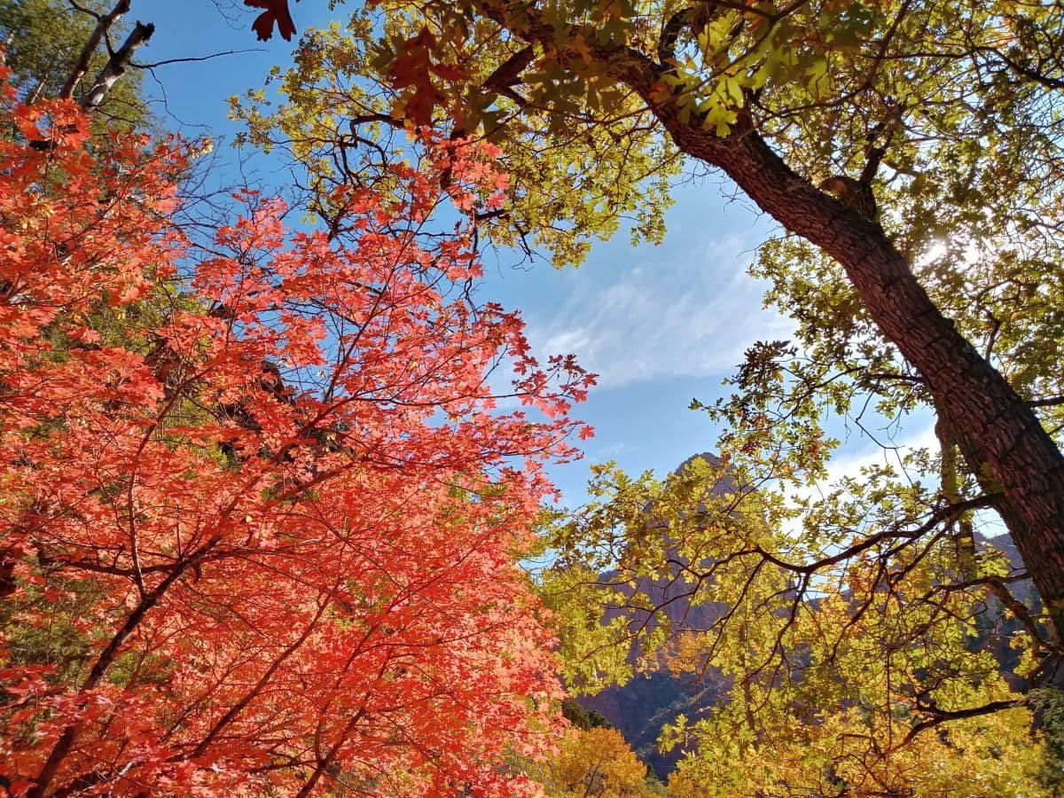 十月的锡安国家公园，秋天的树叶。