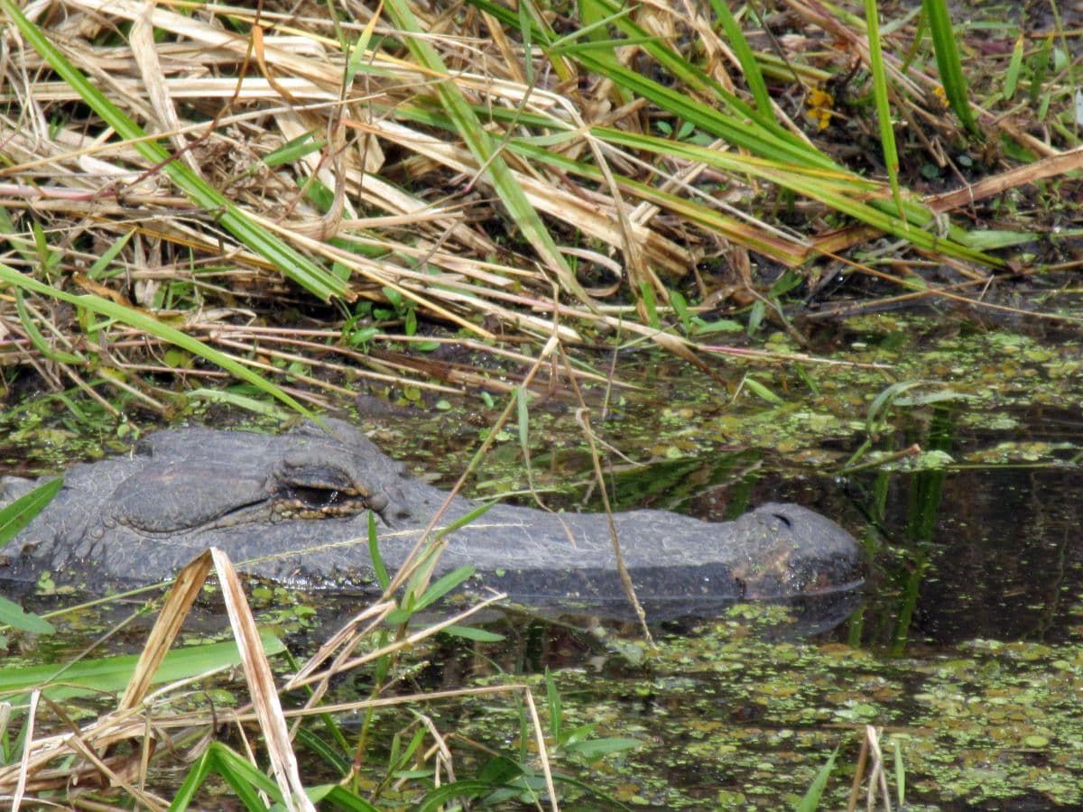 路易斯安那州沼泽水面上的鳄鱼头。