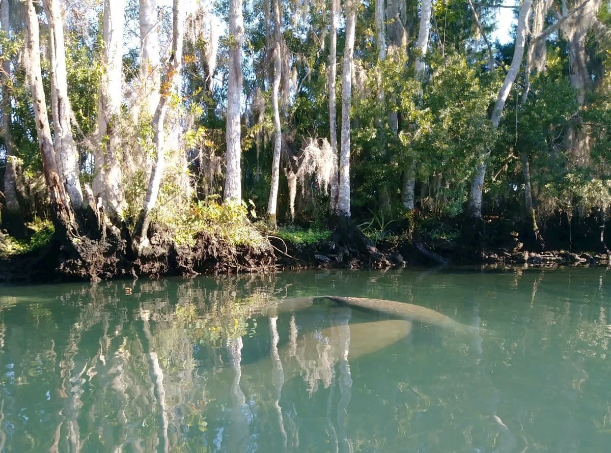 海牛在佛罗里达的天然温泉水。