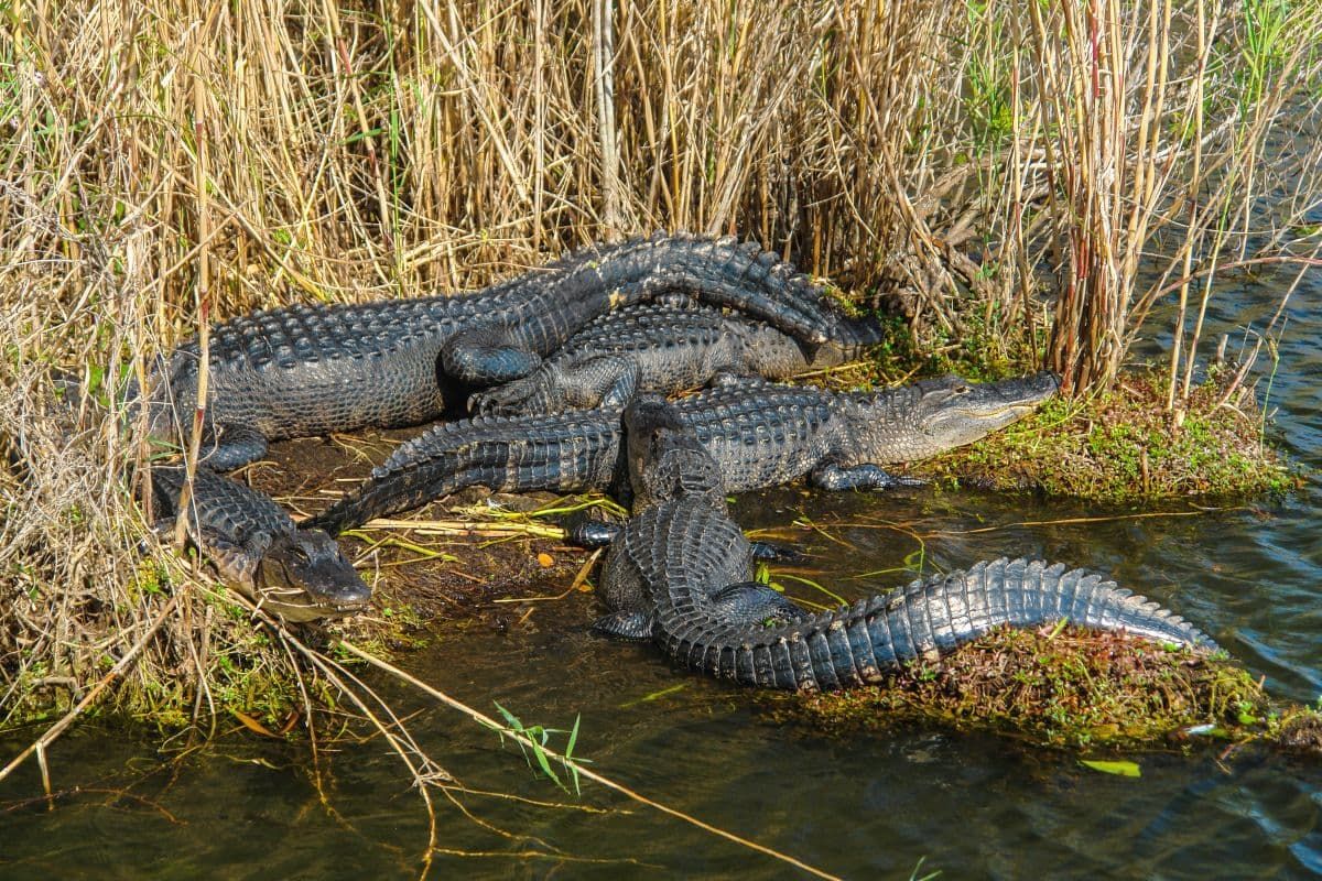 大沼泽地国家公园草地岸边的短吻鳄。