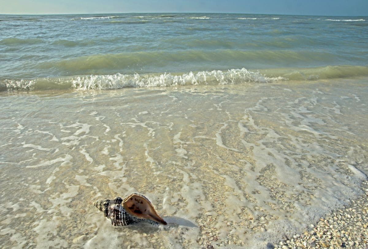 萨尼贝尔岛海滩上的海螺壳。