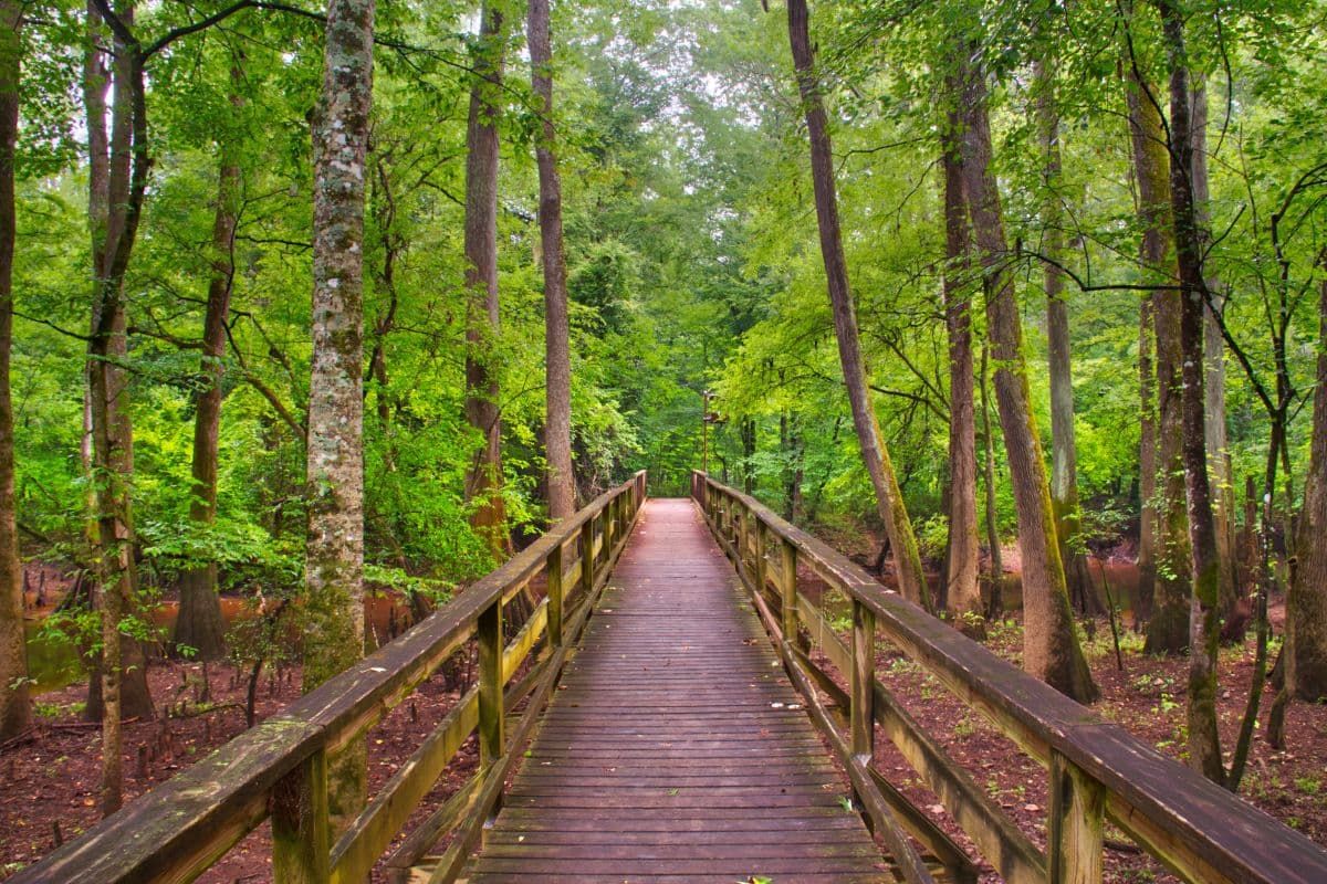 穿越南卡罗来纳刚果国家公园森林的木板路。