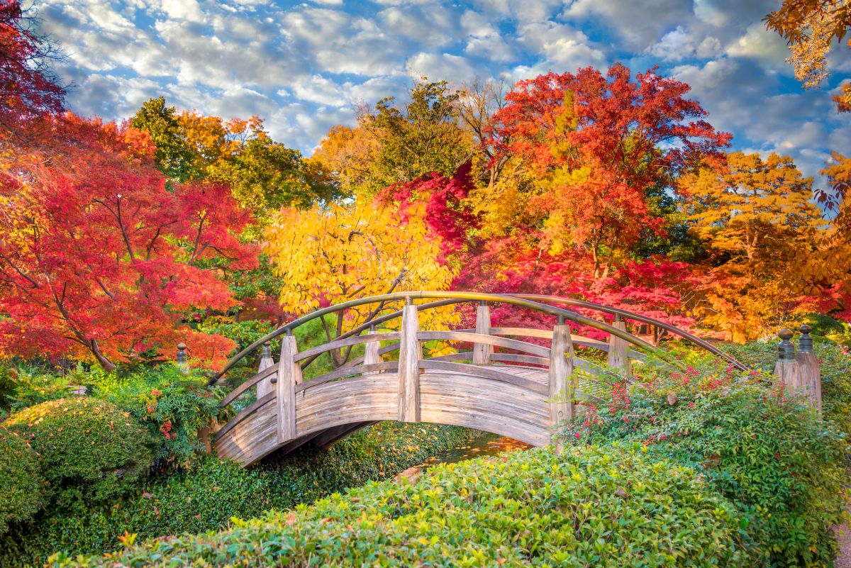 木桥和秋天的色彩在日本花园在沃斯堡德克萨斯植物园。